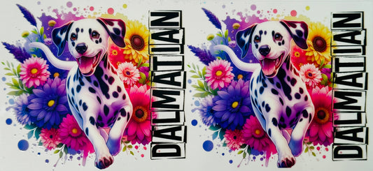 Dalmation 1